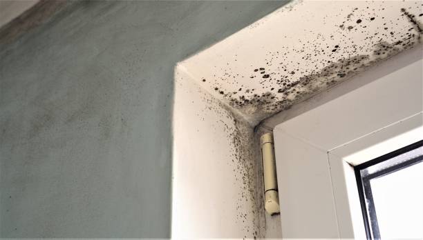 Best Mold Documentation for Insurance Claims  in Battle Creek, NE