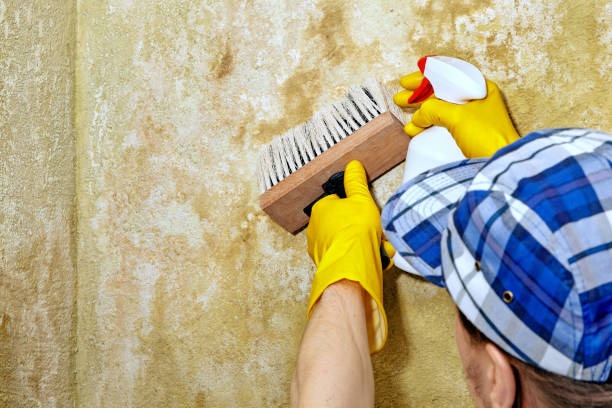 Best Attic Mold Removal  in Battle Creek, NE