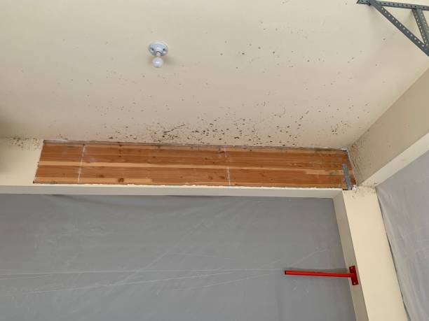 Trusted Battle Creek, NE Mold Removal Experts