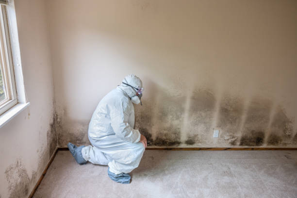 Best Mold Damage Restoration  in Battle Creek, NE