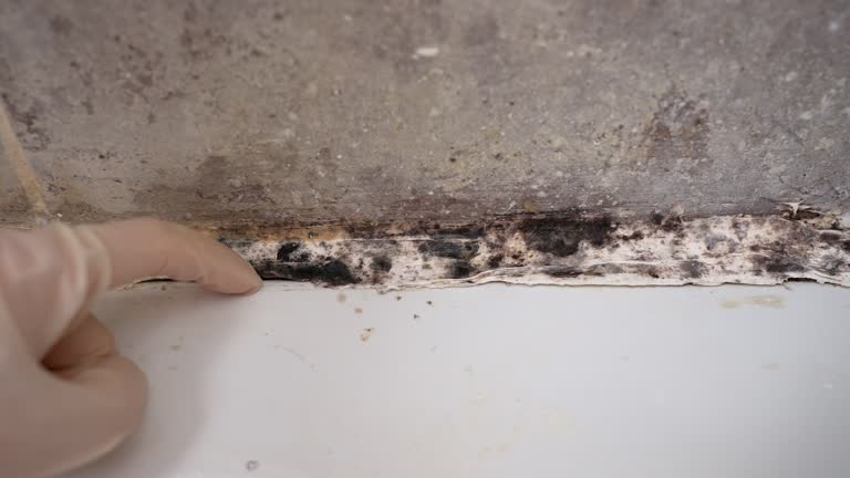  Battle Creek, NE Mold Removal Pros